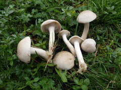 Clitocybe dealbata