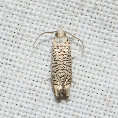 Eucosma argutipunctana