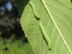 Hypena abalienalis