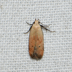 Anacampsis fullonella