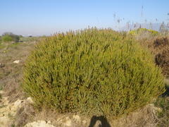 Leucadendron levisanus
