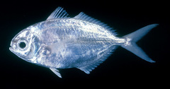 Indian Ariomma photo 2