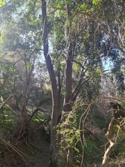 Beilschmiedia miersii