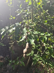 Beilschmiedia miersii