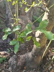 Beilschmiedia miersii