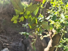 Beilschmiedia miersii