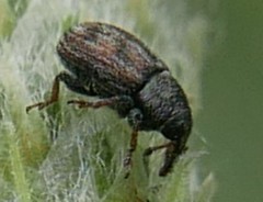 Mecinus labilis