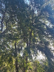 Beilschmiedia miersii