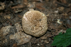 Boletellus chrysenteroides