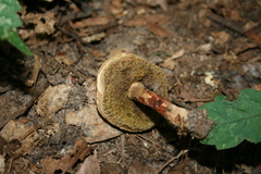 Boletellus chrysenteroides