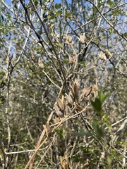 Aloe suffulta image