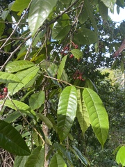 Sorocea