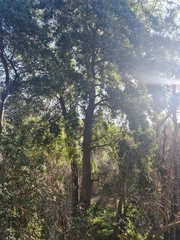 Beilschmiedia miersii