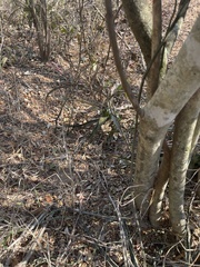 Aloe suffulta image