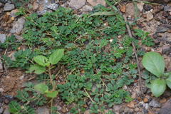 Indigofera linnaei