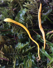 Clavulinopsis helvola