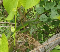 Trimeresurus septentrionalis