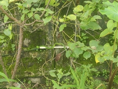 Trimeresurus septentrionalis