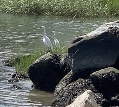 Egretta caerulea