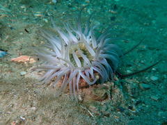 Anthopleura michaelseni