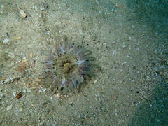 Anthopleura michaelseni