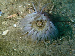 Anthopleura michaelseni