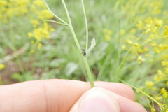 Ceutorhynchus pallidactylus