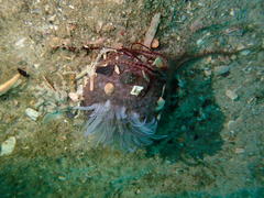 Anthopleura michaelseni