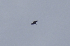 Ictinia mississippiensis