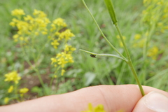 Ceutorhynchus pallidactylus