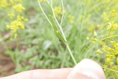 Ceutorhynchus pallidactylus