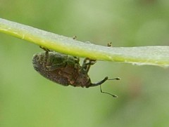 Ceutorhynchus pallidactylus
