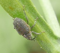 Ceutorhynchus pallidactylus