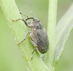 Ceutorhynchus pallidactylus