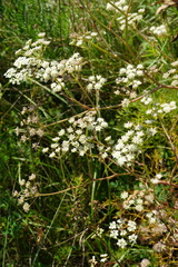 Seseli campestre