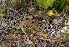 Leucospermum gracile