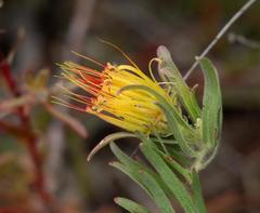 Leucospermum gracile