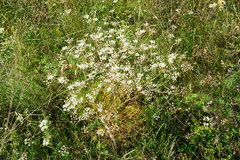 Seseli campestre