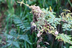 Cinnyris erythrocercus