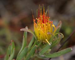 Leucospermum gracile