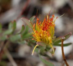Leucospermum gracile