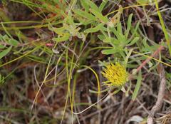 Leucospermum gracile