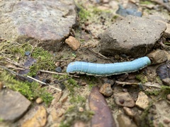 Monostegia