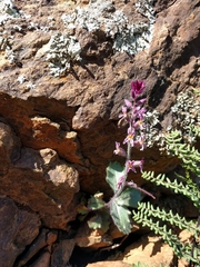 Streptanthus hispidus