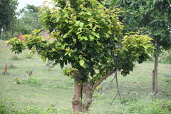 Shorea robusta