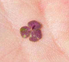 Oxalis punctata
