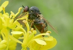 Empis femorata