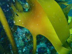 Laminaria pallida