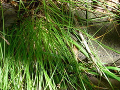Carex pilulifera pilulifera