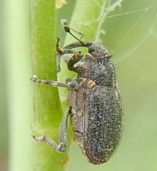 Ceutorhynchus pallidactylus